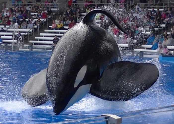 海洋世界早前有著名杀人鲸离世。