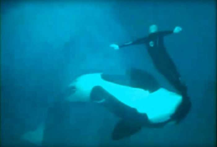 海洋世界曾发生杀人鲸伤害训练员的事故。