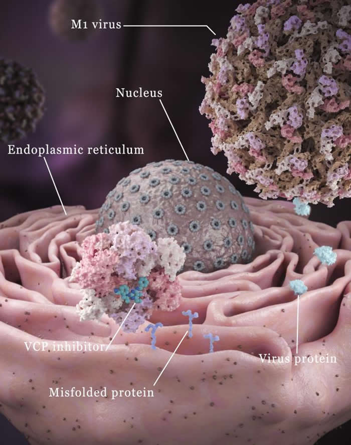 科学家发现一种化合物能帮助肿瘤靶向病毒更有效地杀死肝癌细胞但又不会伤害健康细胞