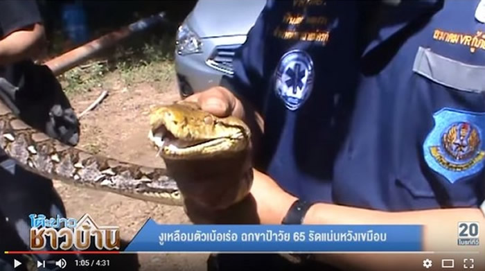 泰国红统府猜唷县65岁大妈险遭蟒蛇活吞 扒开蛇口逃脱