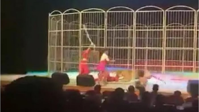 辽宁省营口市辽河大剧院发生训兽师在观众面前惨遭发狂老虎狠咬事件