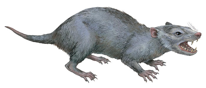 日本熊本县御船町白垩纪地层中发现与有袋类动物拥有同一祖先的哺乳动物牙齿化石