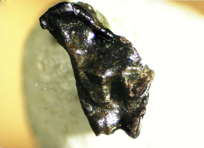 日本熊本县御船町白垩纪地层中发现与有袋类动物拥有同一祖先的哺乳动物牙齿化石