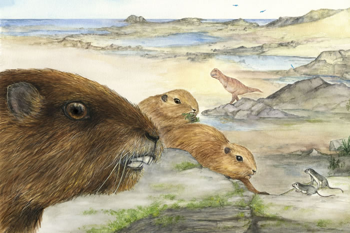 江苏师范大学伍少远团队研究表明哺乳动物崛起与恐龙灭绝没有关系