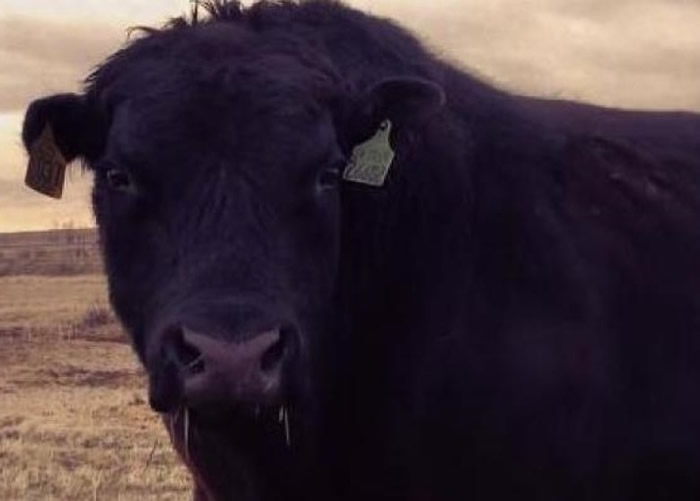 ���ӱ���ţײ����������ͼƬ��