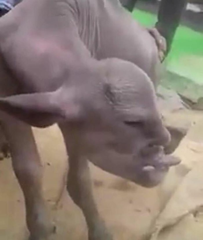 ӡ�ȴ�����������������Ļ���ɽ��