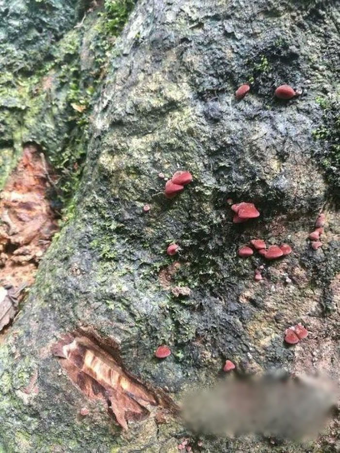 ��������Ұ����