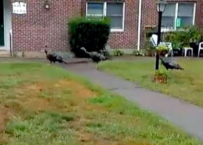 ���������Ҹ���ʷ������Ұ����׷��;�� ����಻����