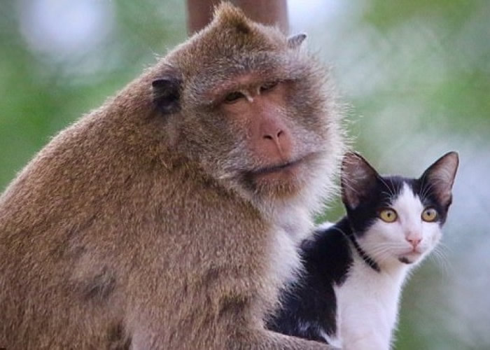 泰国 长尾猕猴 猫