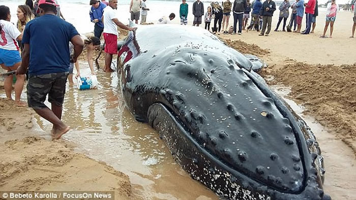 ����������ͷ��������ǳ 300�˺���Ӫ�ȳ������