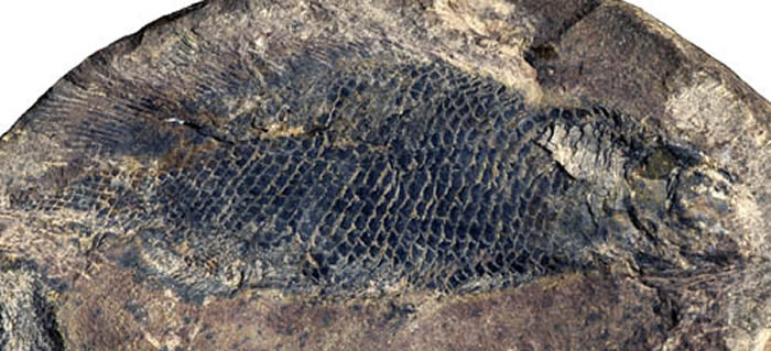 长背鳍阜康鱼正模标本(徐光辉供图)