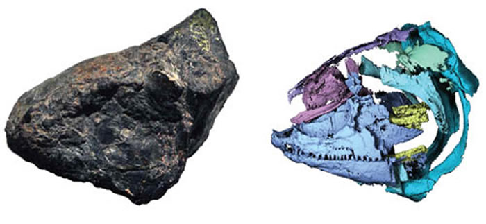长背鳍阜康鱼头骨的立体保存及CT识别图(徐光辉供图)