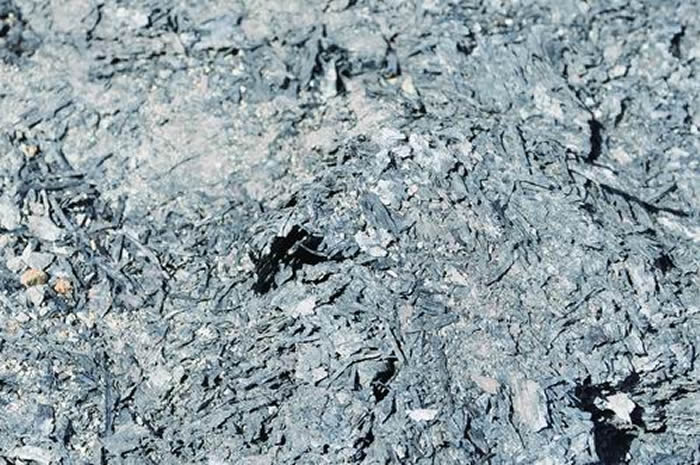 �ɹŹ���ú���з��ֵġ��������ݡ�������ľ������ֲ�ﻯʯΪ��ֲ���о�������ƪ��