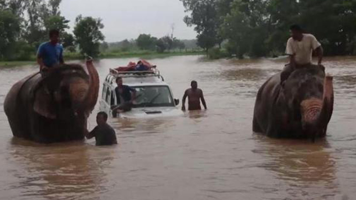 受人类驯养的大象帮助灾民穿过致命的洪灾