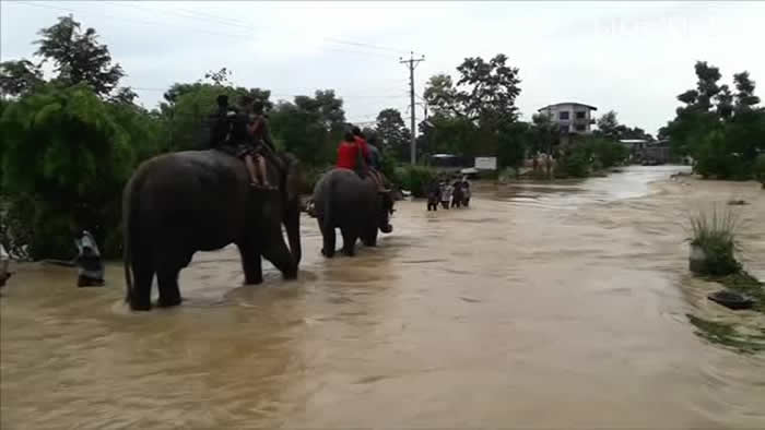 受人类驯养的大象帮助灾民穿过致命的洪灾