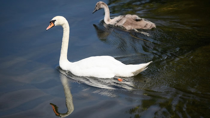 Ӣ5ŮͯдŸӢŮҪһֻ 