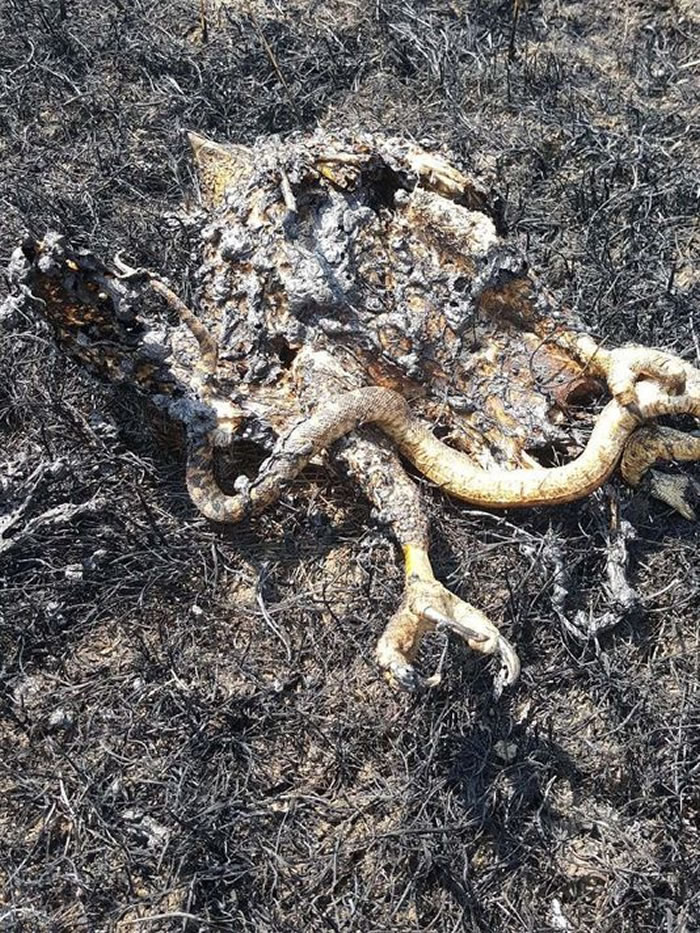 �����ɴ����ݱ�����ԭ���������ס�������һֻץ���ߵ���ӥ