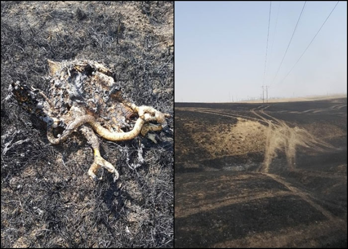 �����ɴ����ݱ�����ԭ���������ס�������һֻץ���ߵ���ӥ