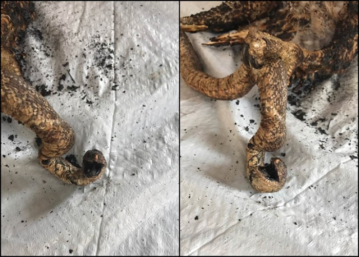 �����ɴ����ݱ�����ԭ���������ס�������һֻץ���ߵ���ӥ