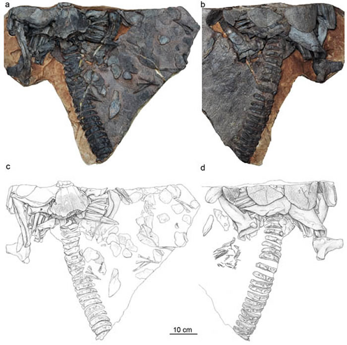 鸿鱼正型标本照片与素描(朱敏供图)