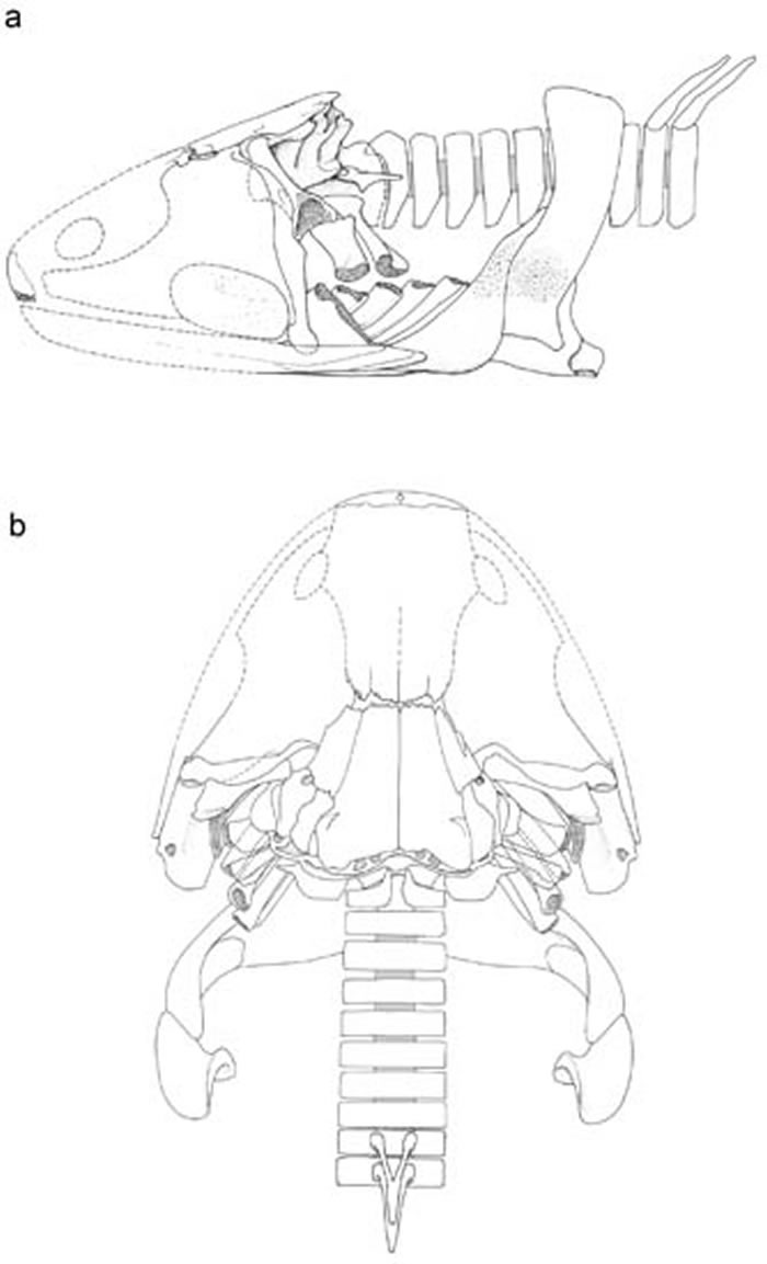 鸿鱼骨骼复原图(朱敏供图)