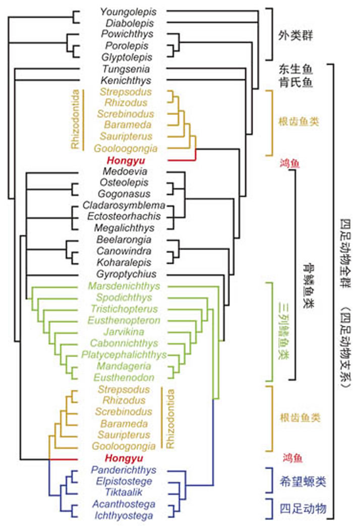 鸿鱼分类位置(朱敏供图)