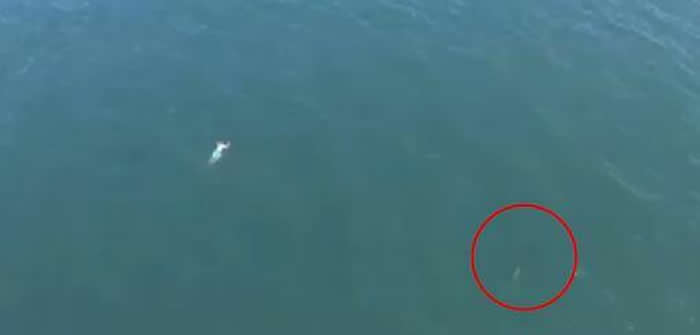 美国北卡罗莱纳州藏毒男子为摆脱警察奋力游向大海却遇见鲨鱼