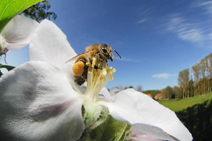 �����۷䣨Apis mellifera����ƻ���Ļ����Ѽ����ۡ� PHOTOGRAPH BY SOLVIN ZANKL/VISUALS UNLIMITED, IN