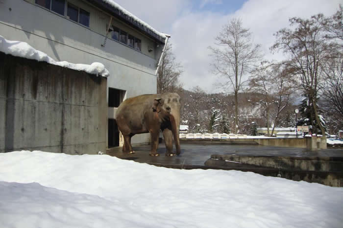 ӣդڳҰвɽ԰Nagano Chausuyama Zoo˾Ȼһ󡹵ӡ PHOTOGRAPH BY ELEPHANTS IN