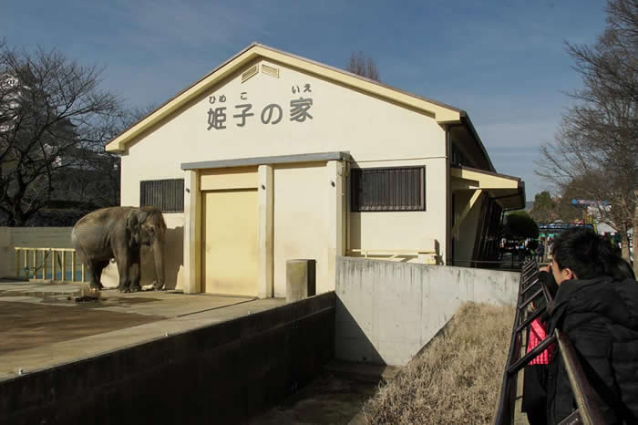 ӣҤᤳڼ·԰Himeji City ZooԶȹ23ꡣ PHOTOGRAPH BY ELEPHANTS IN JAPAN