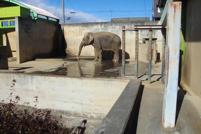 ԣƤ룩µڼ׸еѩ԰Yuki Park17֮á PHOTOGRAPH BY ELEPHANTS IN JAPAN