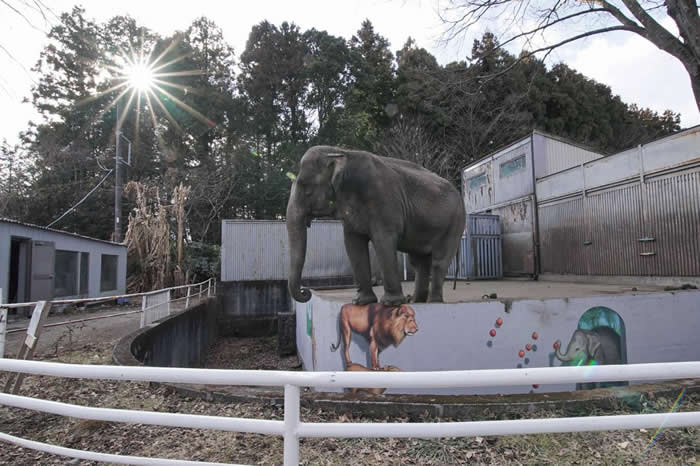 ӣߤ䤳԰Utsunomiya Zoo44ꡣ PHOTOGRAPH BY ELEPHANTS IN JAPAN