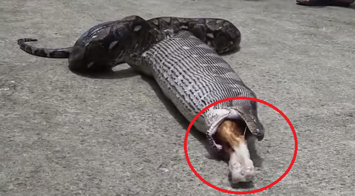 泰国巴吞他尼府巨大蟒蛇闯入民宅 猫咪不见了