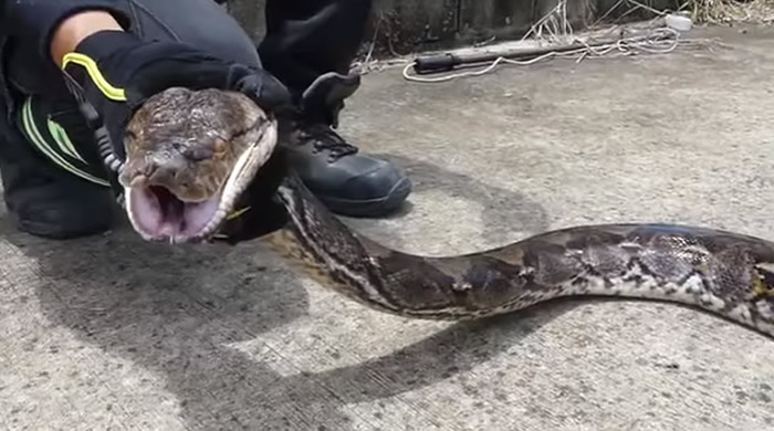 泰国巴吞他尼府巨大蟒蛇闯入民宅 猫咪不见了