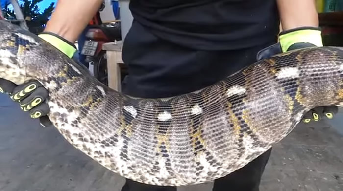 泰国巴吞他尼府巨大蟒蛇闯入民宅 猫咪不见了