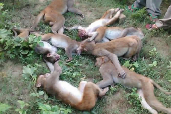 印度森林发生离奇事件:12只猴子集体心脏病发死成一团 疑似被老虎吼叫声吓死