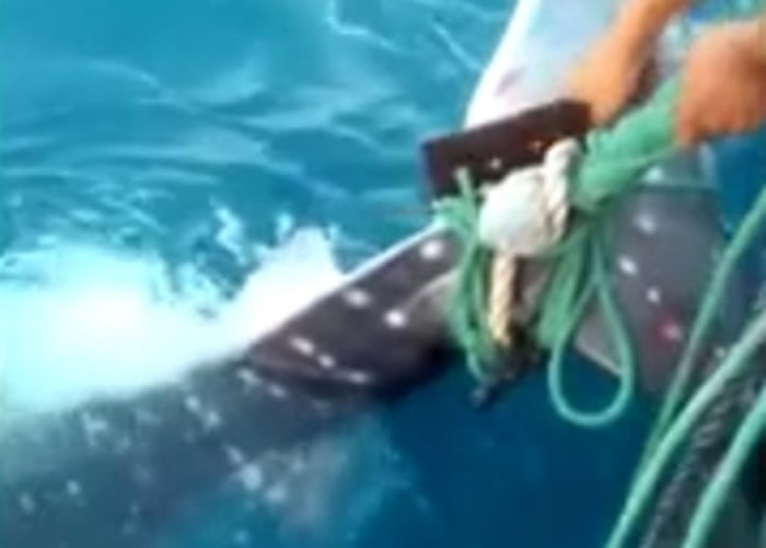 �����������þ���������