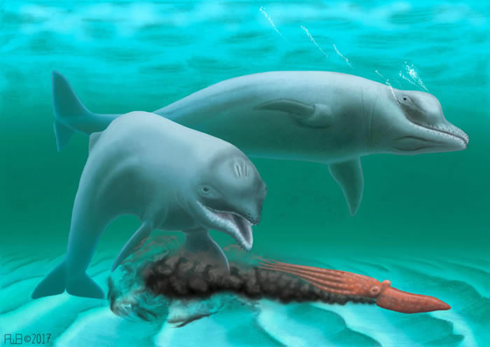 美国南卡罗来纳州出土3000万年前新种海豚化石Inermorostrum xenops