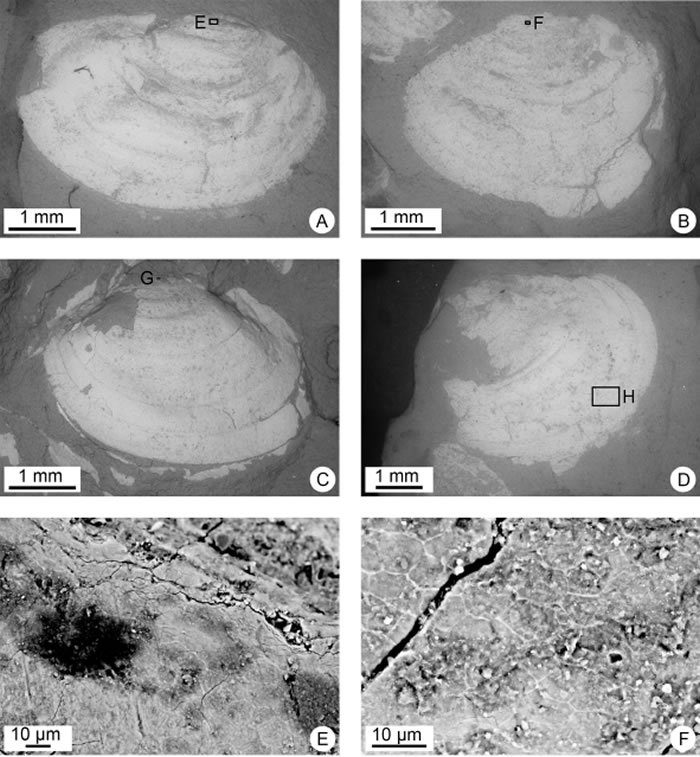 图为绍特鄂尔多斯叶肢介(Ordosestheria chottsensis)新种。
