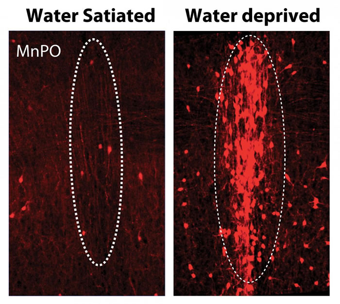 �ڰ���ˮ��ȡ����������ڲ���ǰ�ˣ�MnPO���еĿڿ������Ԫ���л�����������