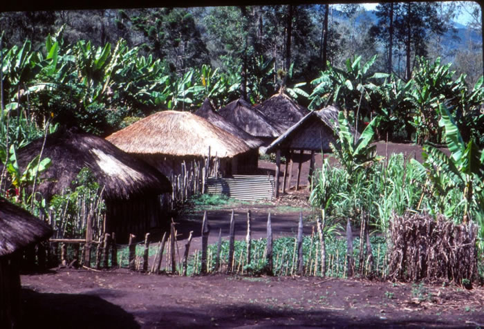 巴布亚新几内亚人展示了极大的基因多元性