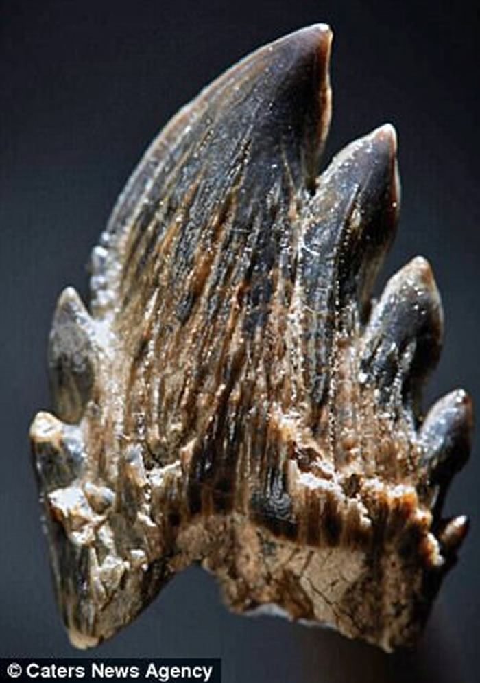 澳洲科学家新证据指远古须鲸或拥有与狮子类近的锋利牙齿 或改写鲸鱼进化历史