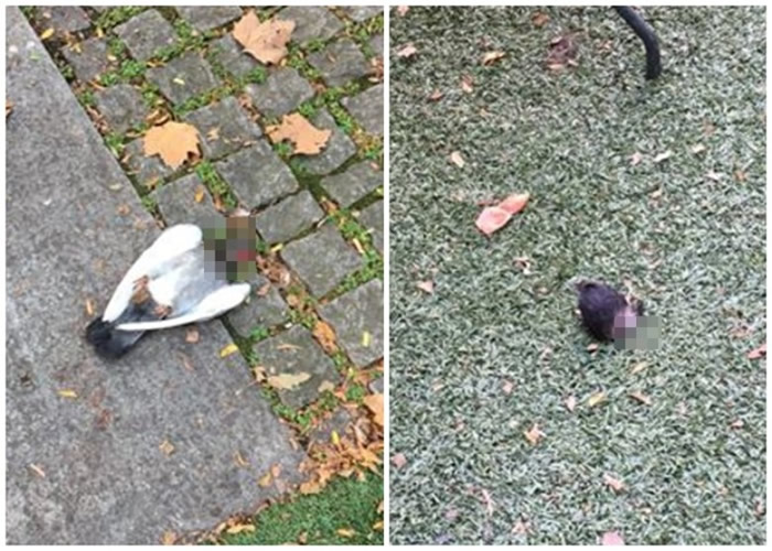 ����ŦԼ�������ڹ�԰��׽ס���ӳ���������Ѫ