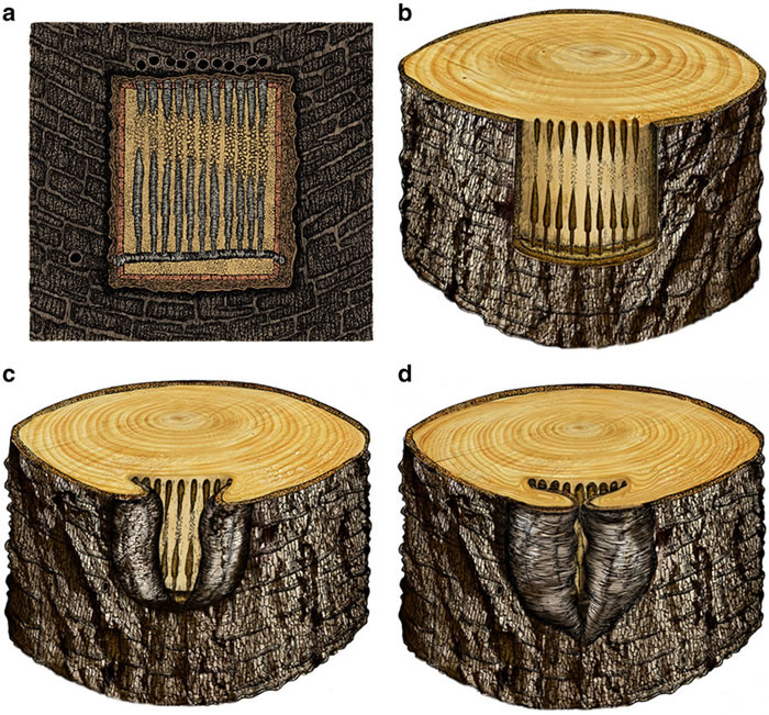 �ɰ�ֲ�ﻯʯ�о�����2.53����ǰ��ľ�׳��������ֹ�