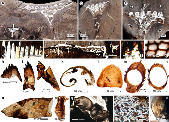 �ɰ�ֲ�ﻯʯ�о�����2.53����ǰ��ľ�׳��������ֹ�