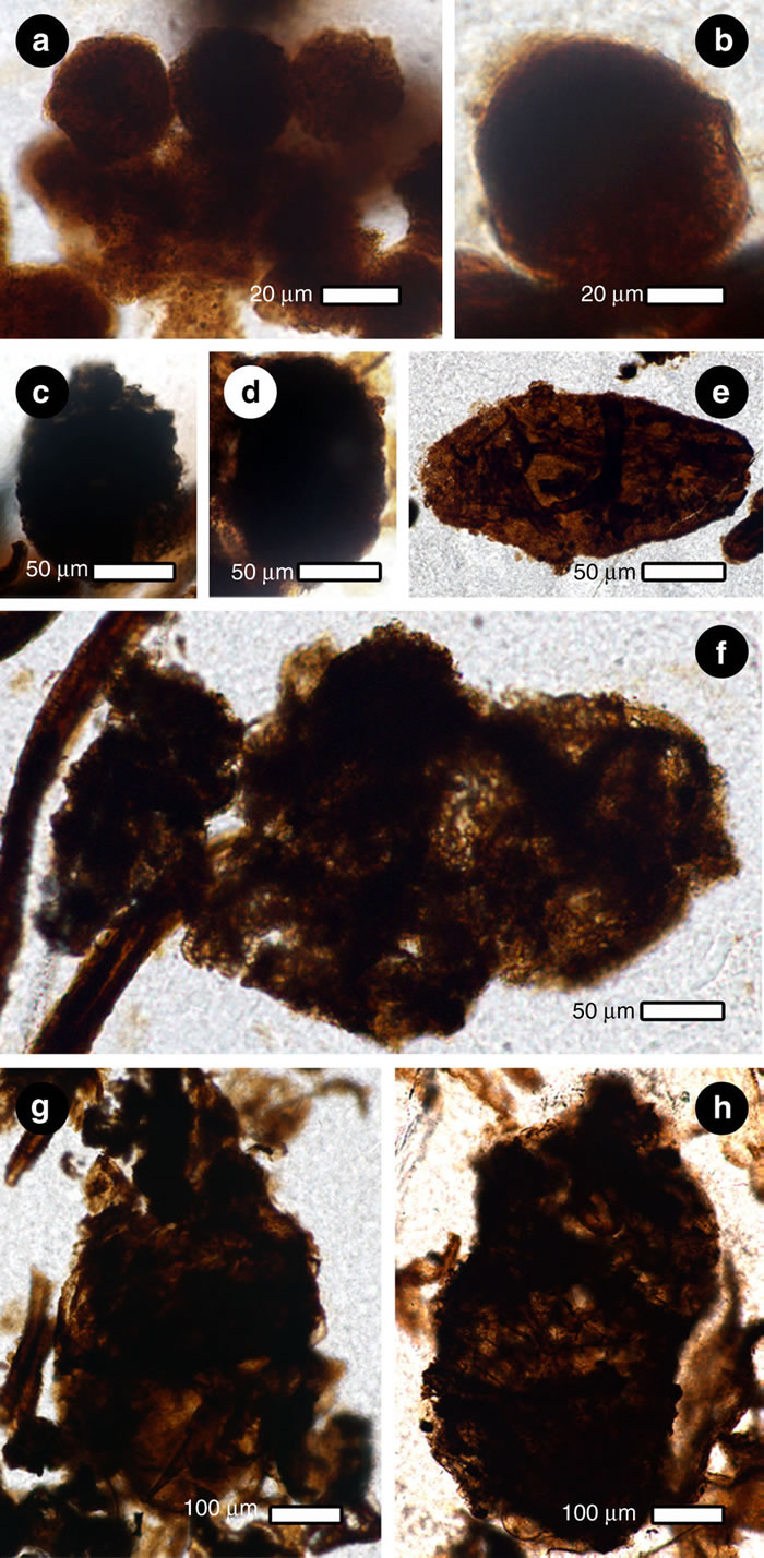 �ɰ�ֲ�ﻯʯ�о�����2.53����ǰ��ľ�׳��������ֹ�