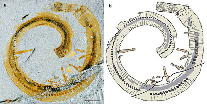 ̹޳棨Inquicus fellatus棨Cricocosmia jinningensis