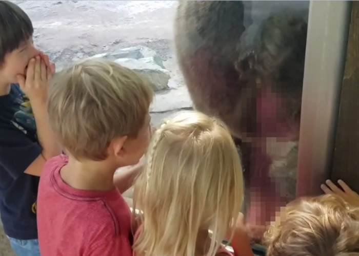 灰熊突然趷起屁股“便便”,吓得一众小孩尖叫。