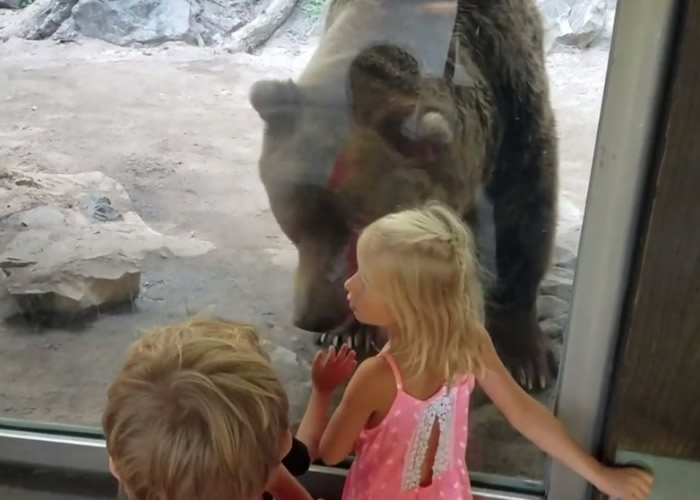 灰熊之前一直对小孩爱理不理。