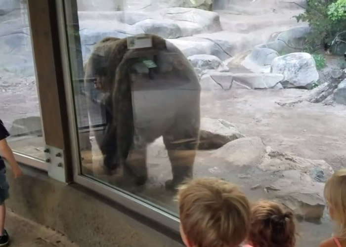 灰熊起来走动,小孩兴奋得跟着它走。